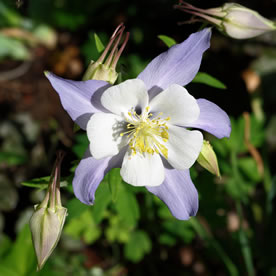 Aquilegia caerulea